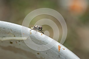 Housefly, outdoors, close-up