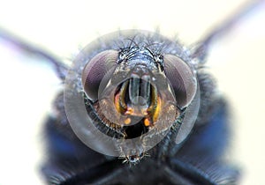 Housefly portrait