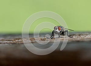 A housefly rests on a  wooden bannister