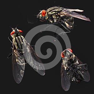 Housefly set on black background