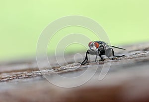 A housefly sits on a wooden bannister