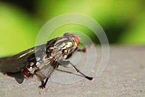 Housefly is sitting on the floor