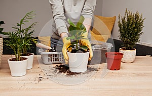 Household chores for transplanting flowers into a new pot. A young girl is engaged in flowers in a bright apartment.Part 6