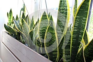 Household concept of takes care of indoor plants sansevieria