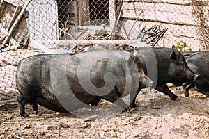 Household A Large Black Pigs In Farm. Pig Farming Is Raising And