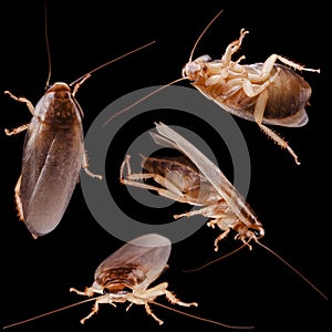 Household roaches