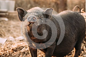 Household A Small Black Pig Sniffs Air In Farm. Pig Farming Is