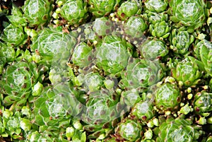 Houseleek