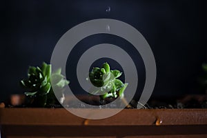 Houseleek freshly watered in a pot