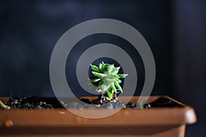 Houseleek freshly watered in a pot