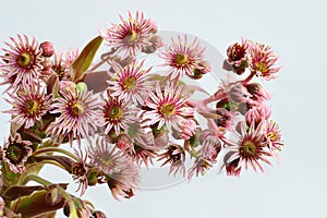 Houseleek inflorescence