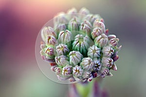 Giardino roccioso Come fiore 