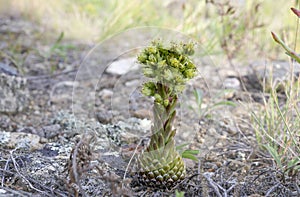 Houseleek plant in vivo. Blooming liveforever succulent plant in the mountains. Selective focus