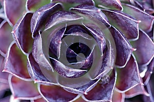 Houseleek Purple