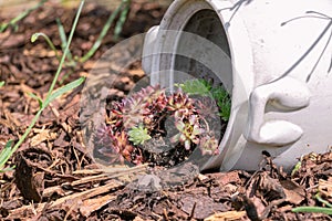 Houseleek a rock flower in an overturned jug