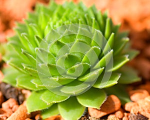 Houseleek - Sempervivum