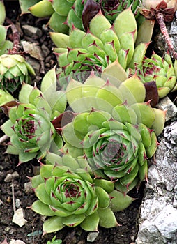 Houseleek - sempervivum