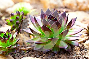 Houseleek - Sempervivum