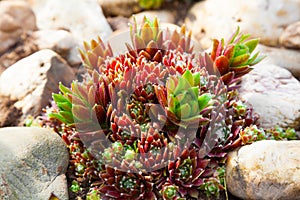 Houseleek - Sempervivum