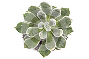 Houseleek, Sempervivum Tectorum