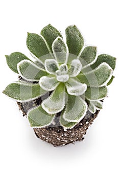 Houseleek, Sempervivum Tectorum