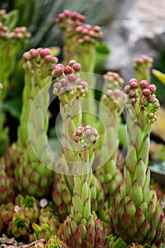 Houseleek (Sempervivum tectorum)