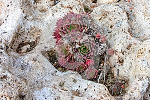 Houseleek on stone