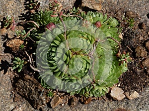 Houseleek succulant plant on ground