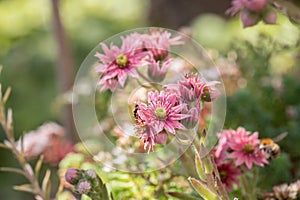 Houseleeks blossom (Sempervivum). Space for your text.