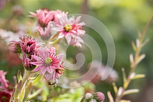 Houseleeks blossom (Sempervivum).
