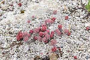 Houseleeks grow resistent against barren environment on the volcanic ground