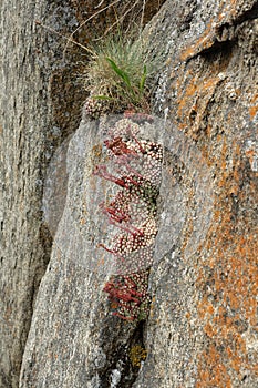 Houseleeks or liveforever