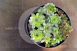 Houseleeks Sempervivum succulents in flower pot