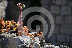 Houselleks Sempervivum tectorum plants growing on old murral of decaying building in Croatia, Adriatic