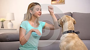 Housepet owner teaching retriever dog performing commands, animal discipline