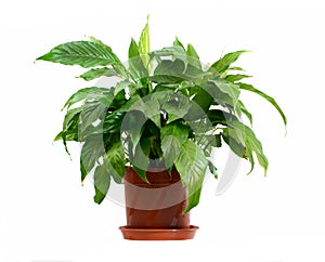 Houseplant