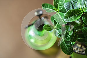 Houseplant adenium arabicum, close-up of leaves with water drops.