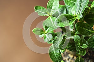 Houseplant adenium arabicum, close-up of leaves with water drops.