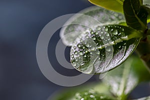 Houseplant adenium arabicum, close-up of leaves with water drops.