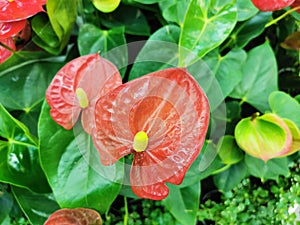 Houseplant Anthurium Latin Anth rium - a genus of evergreens of the family Aroid, or Aronae . Beautiful red flower bud