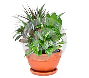 Houseplant arrangement