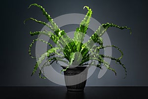 Houseplant Asplenium nidus