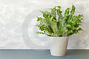 Houseplant Asplenium nidus in flowerpot