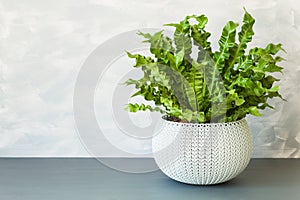 Houseplant Asplenium nidus in white flowerpot photo
