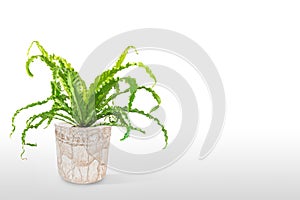 Houseplant Asplenium nidus in white flowerpot