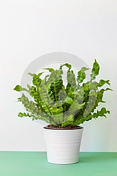 Houseplant Asplenium nidus in white pot photo