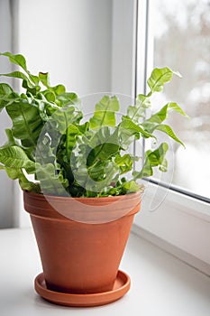 Houseplant The Bird\'s Nest Fern or Asplenium on window sill.