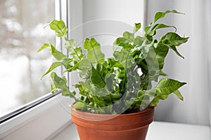 Houseplant The Bird\'s Nest Fern or Asplenium on window sill.