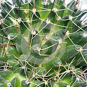 Houseplant cactus white background