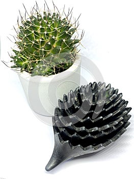 Houseplant cactus white background with metal hedgehog